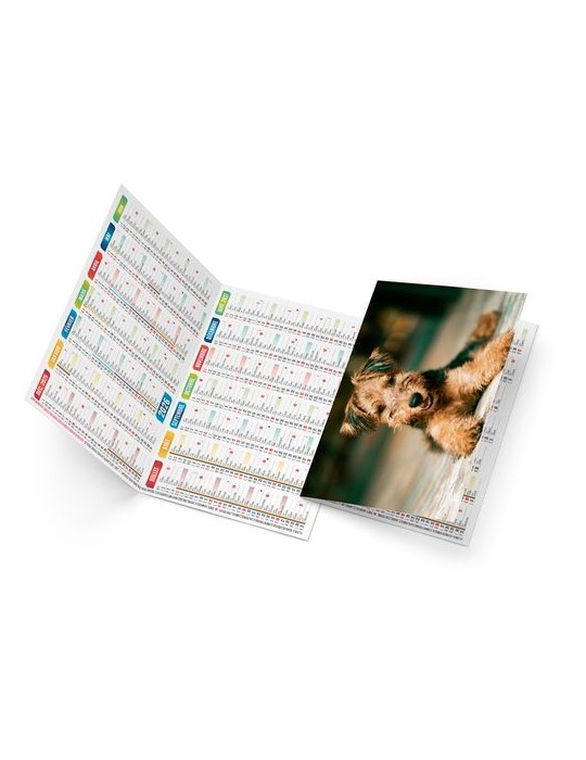 FIDELE 2026 - NEUTRE 1 POSE