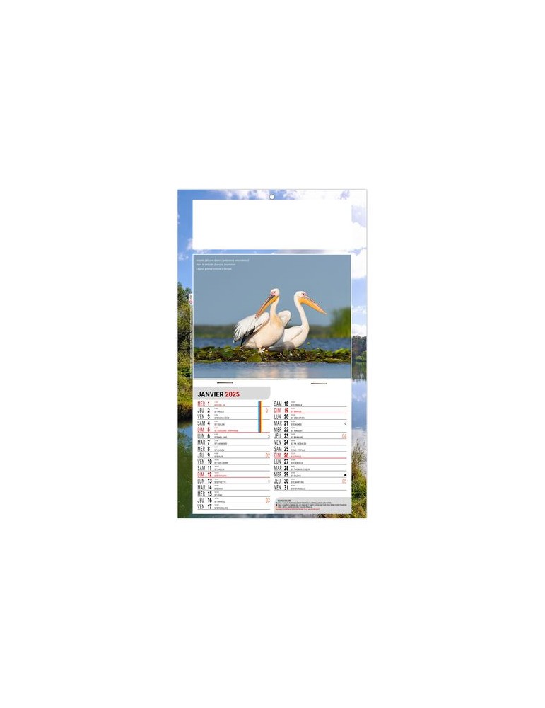 PLAQUE 1 VUE LEO 2026 - DOS CARTON - EURO BLOC - SANS MARQUAGE