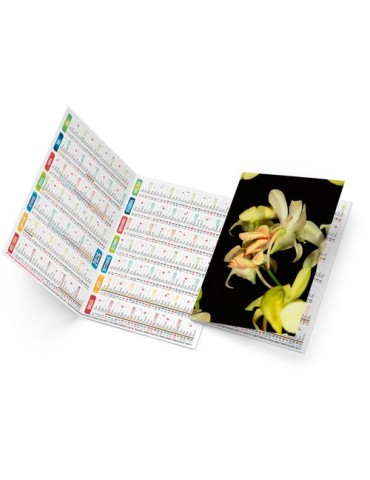 TRISTAN 2026 - NEUTRE 1 POSE