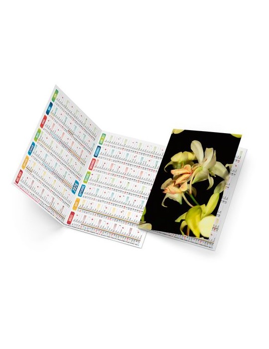 TRISTAN 2026 - NEUTRE 1 POSE