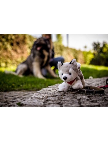 Chien Husky | Trooper 2