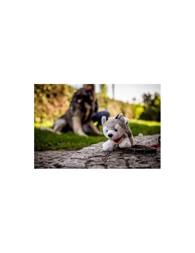 Chien Husky | Trooper