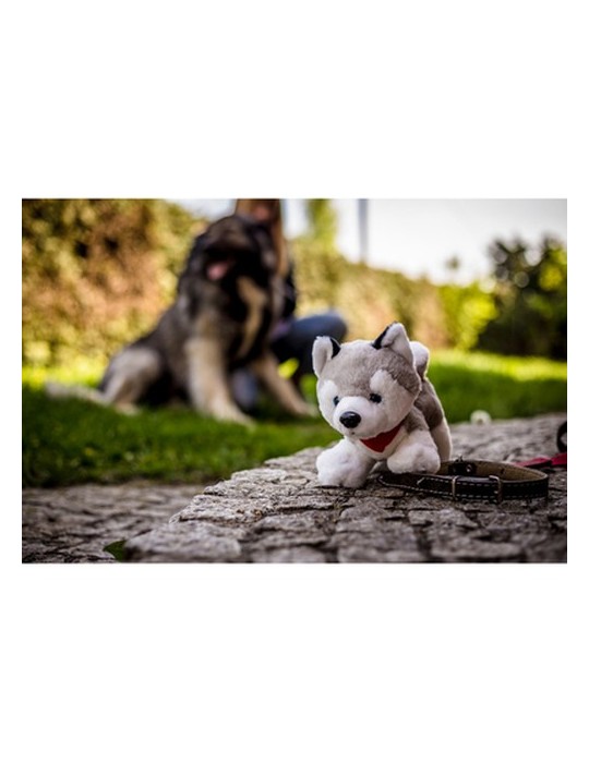 Chien Husky | Trooper