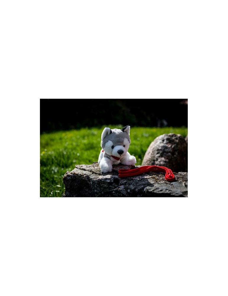 Chien Husky | Trooper