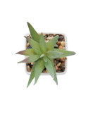 ARTILOE Mini plante artificielle Couleurs : blanc cadeau entreprise pas cher