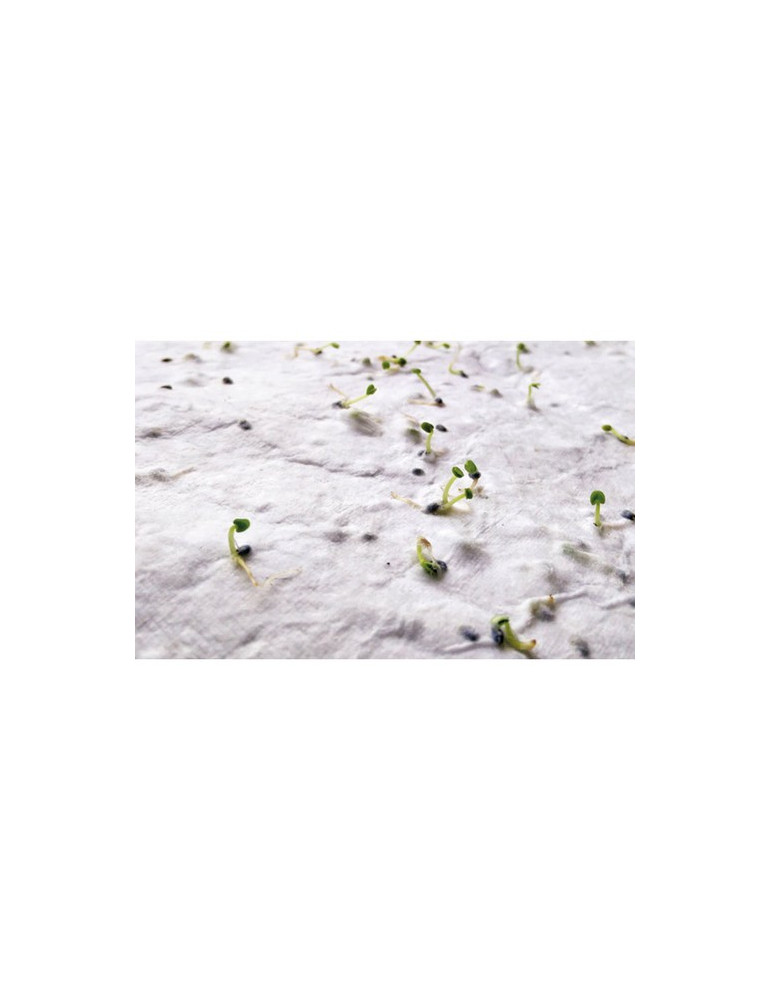 ASIDA Carte de visite pour les graine Couleurs : blanc goodies publicitaire événementiel