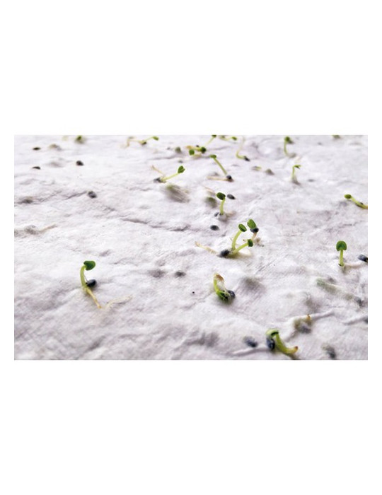 ASIDA Carte de visite pour les graine Couleurs : blanc goodies publicitaire événementiel