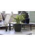 Coffee Flowerpot pot de fleurs