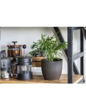 Coffee Flowerpot pot de fleurs