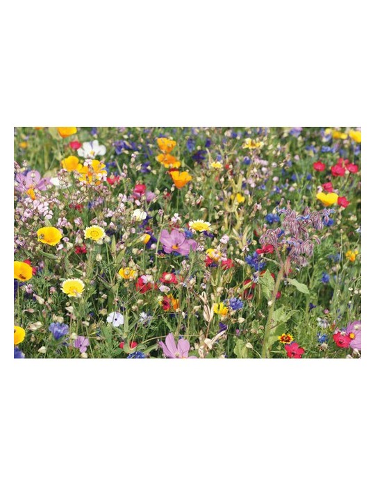 Graines de Fleurs Sauvages - et Unique SEEDLOPE