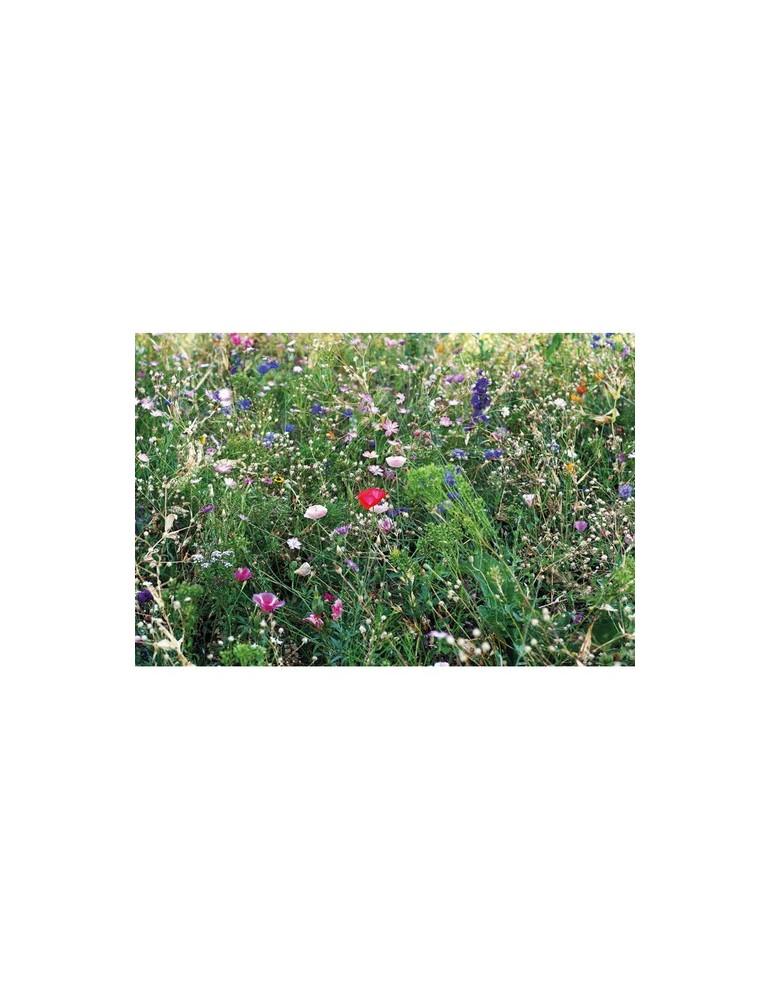 Graines de Mélange de Fleurs - Personnalisées SEEDLOPEBEE pas cher