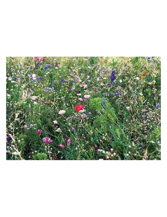 Graines de Mélange de Fleurs - Personnalisées SEEDLOPEBEE pas cher