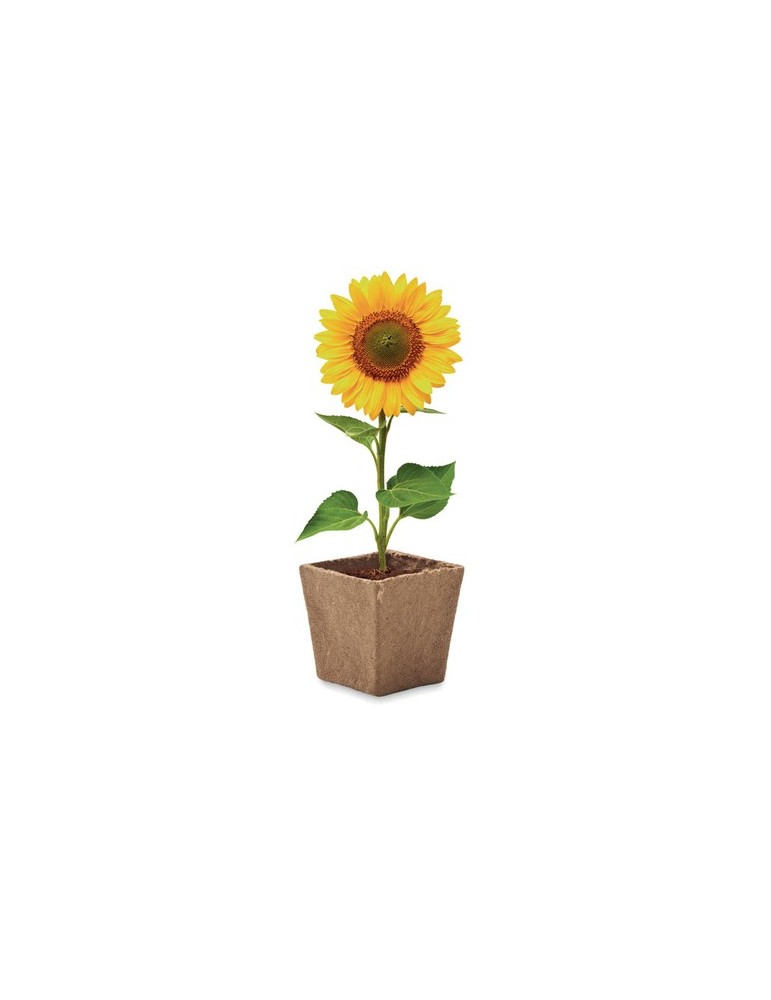 Kit de tournesol personnalisé SUNFLOWER KIT