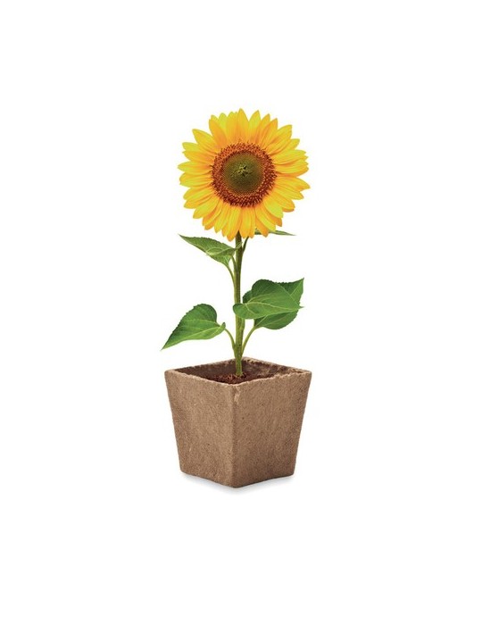 Kit de tournesol personnalisé SUNFLOWER KIT
