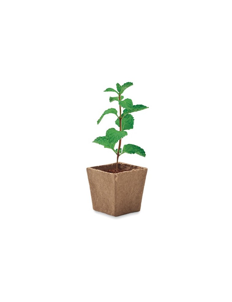 Kit de graines de menthe publicitaire MINT KIT
