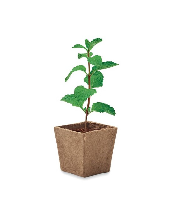 Kit de graines de menthe publicitaire MINT KIT