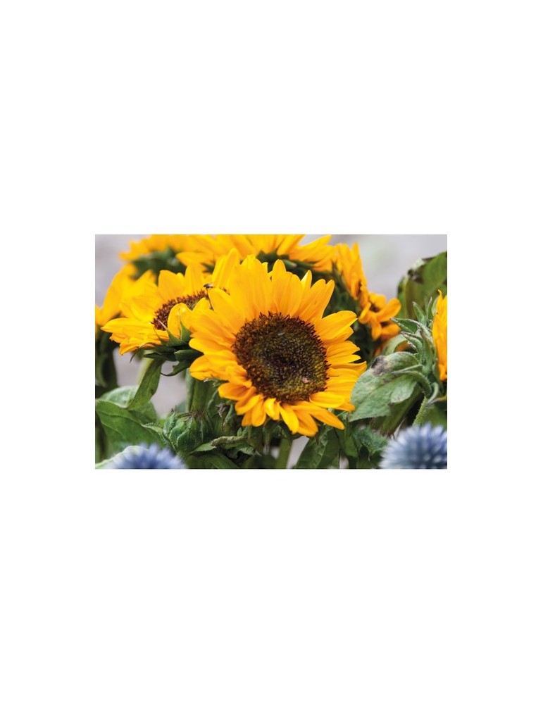 Graines de Tournesol Personnalisées - GIRASOL | Objets Publicitaires