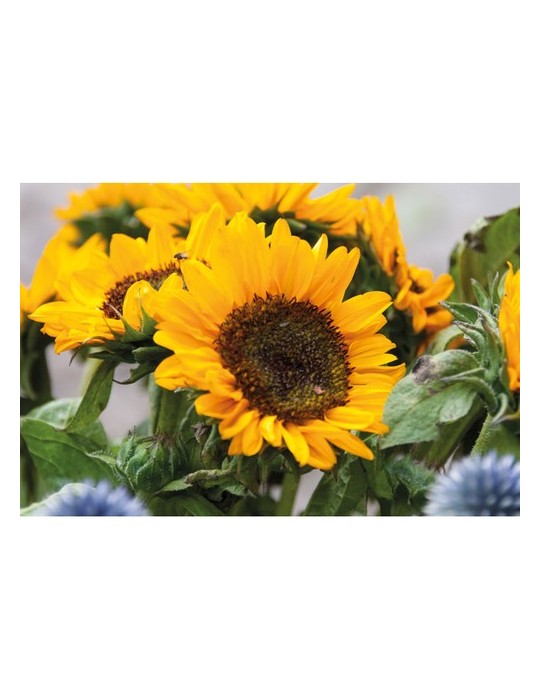 Graines de Tournesol Personnalisées - GIRASOL | Objets Publicitaires