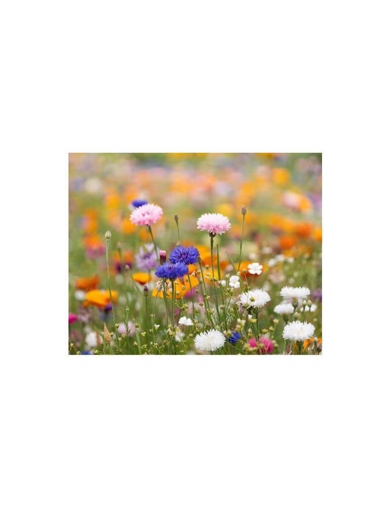 Papier A5 Graines de Fleurs - et Pratique Personnalisée pas cher