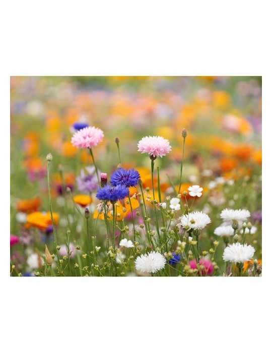 Papier A5 Graines de Fleurs - et Pratique Personnalisée pas cher