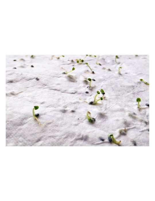 Papier A5 Graines de Fleurs - et Pratique Personnalisée pas cher