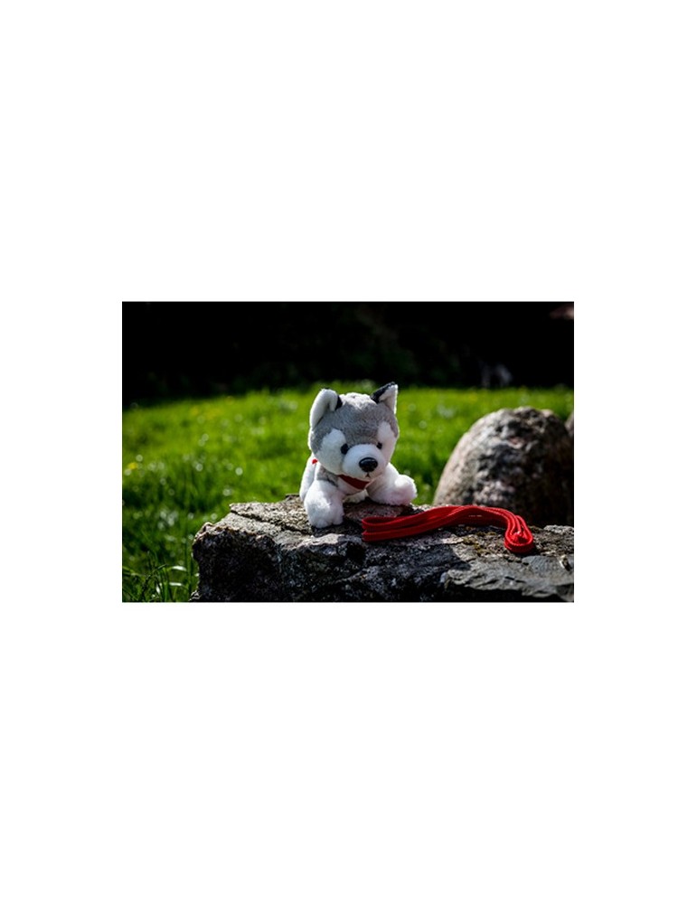 Chien Husky | Trooper