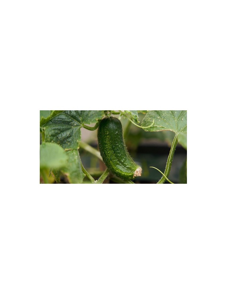 Sproutworld Unsharpened Pencil crayon non taillé