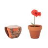 Pot  et pratique de graines de coquelicot RED POPPY Couleurs : bois Matières : terre cuite
