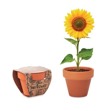 Pot  et personnalisé de graines de tournesol - SUNFLOWER Couleurs : bois Matières : terre cuite