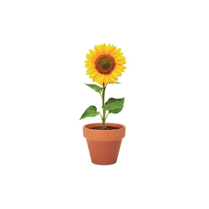 Pot  et personnalisé de graines de tournesol - SUNFLOWER Couleurs : bois Matières : terre cuite impression haute définition