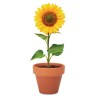 Pot  et personnalisé de graines de tournesol - SUNFLOWER Couleurs : bois Matières : terre cuite impression haute définition