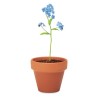 Pot  et personnalisé de graines de myosotis - FORGET ME NOT Couleurs : bois Matières : terre cuite impression haute définition
