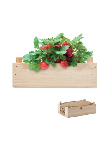 Kit de Culture de Fraises | Objets Publicitaires