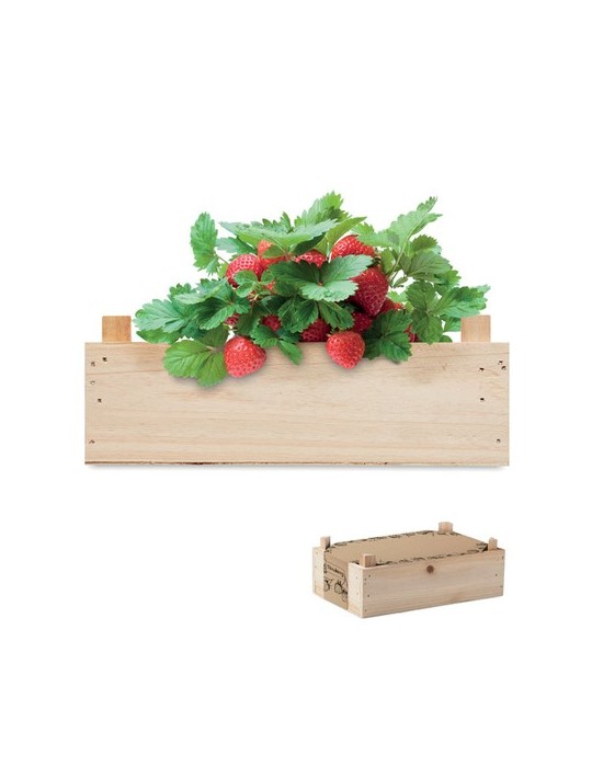 Kit de Culture de Fraises | Objets Publicitaires