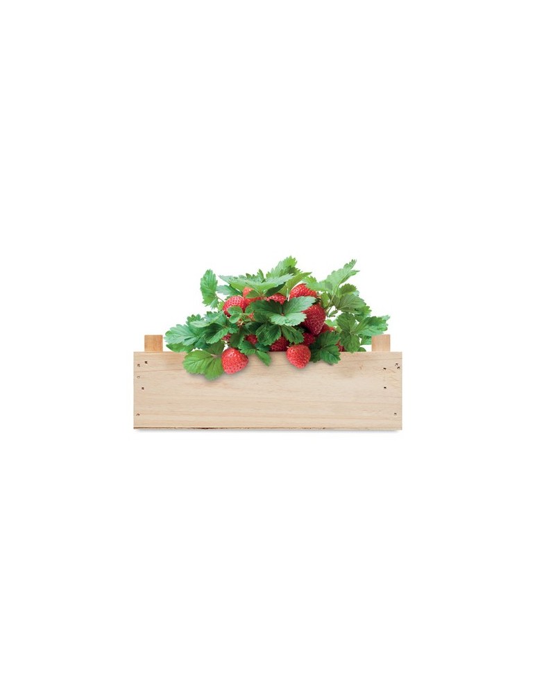 Kit de Culture de Fraises | Objets Publicitaires