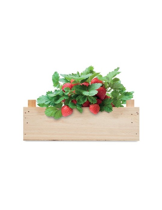 Kit de Culture de Fraises | Objets Publicitaires